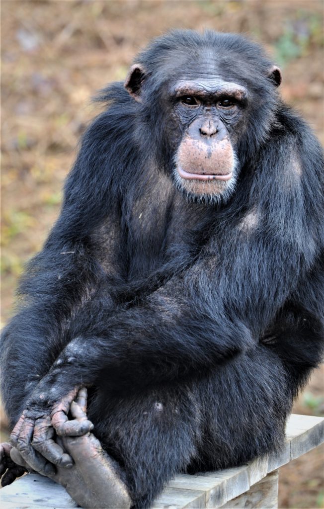Chimpanzee Binah sitting on bench