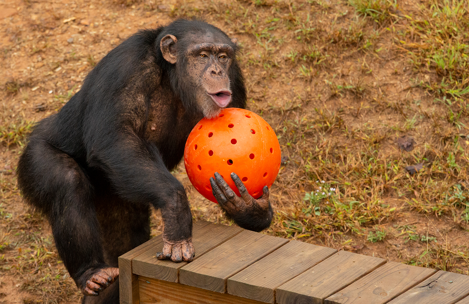 Chimpanzee Noel carrying an orange ball in the forest