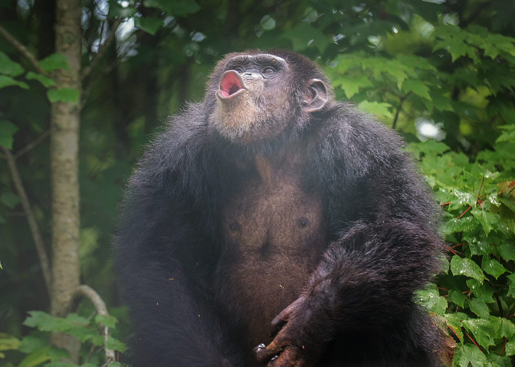 Chimpanzee Ray pant hooting in the forest