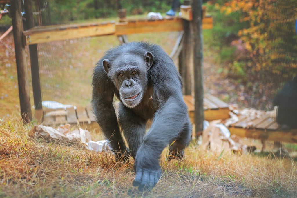 A chimpanzee walking forward in the grass