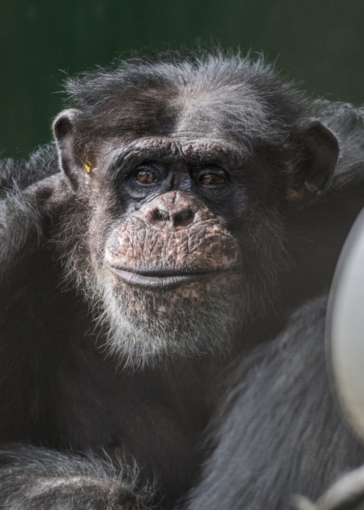 Chimpanzee Greg - close up of his face
