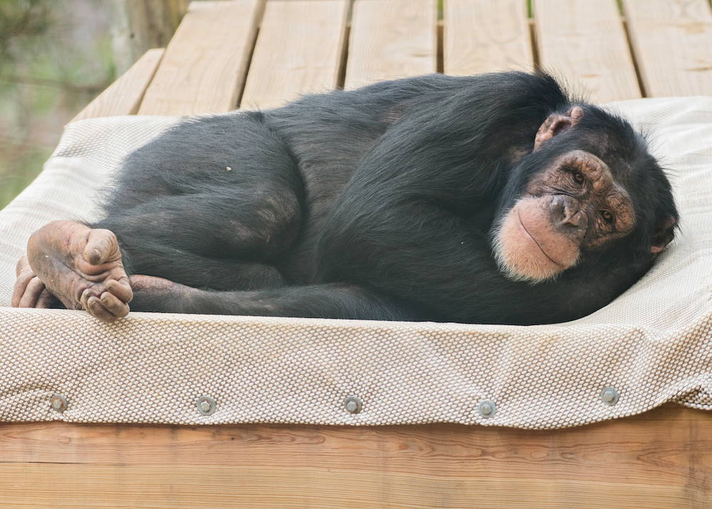 Oscar chimp laying sideways on a hammock outdoors
