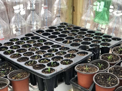 Seed starters in the green house.