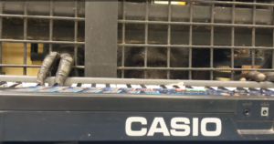 Luke chimpanzee with piano