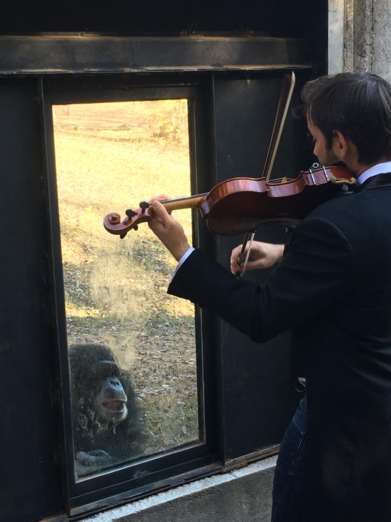 violinist performs for a chimpanzee
