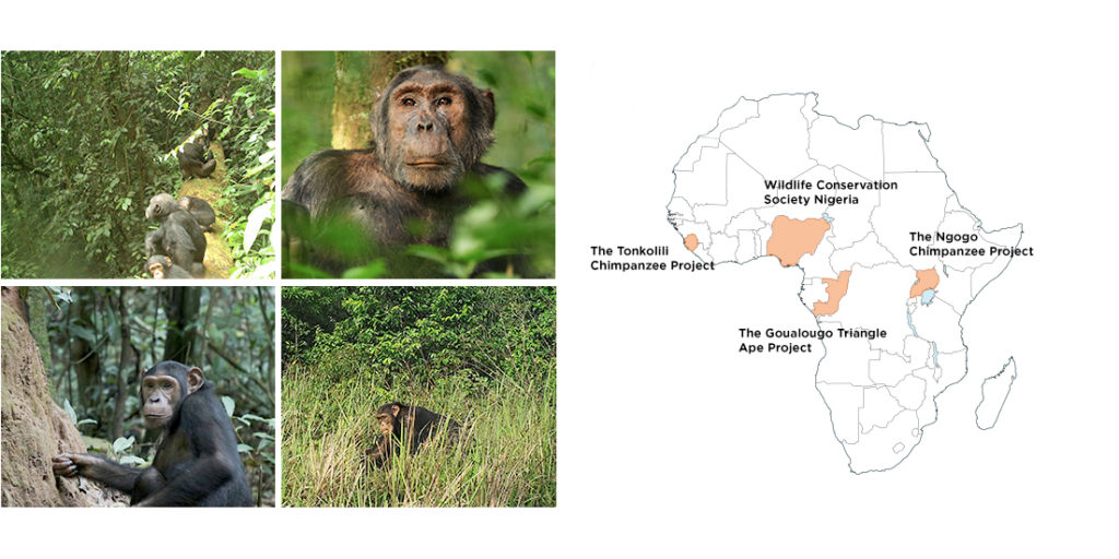 four images of primates and map of africa