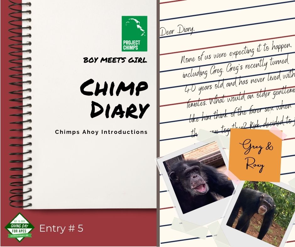 the meet cute diary