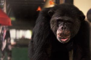 Chimpanzee looking at the camera