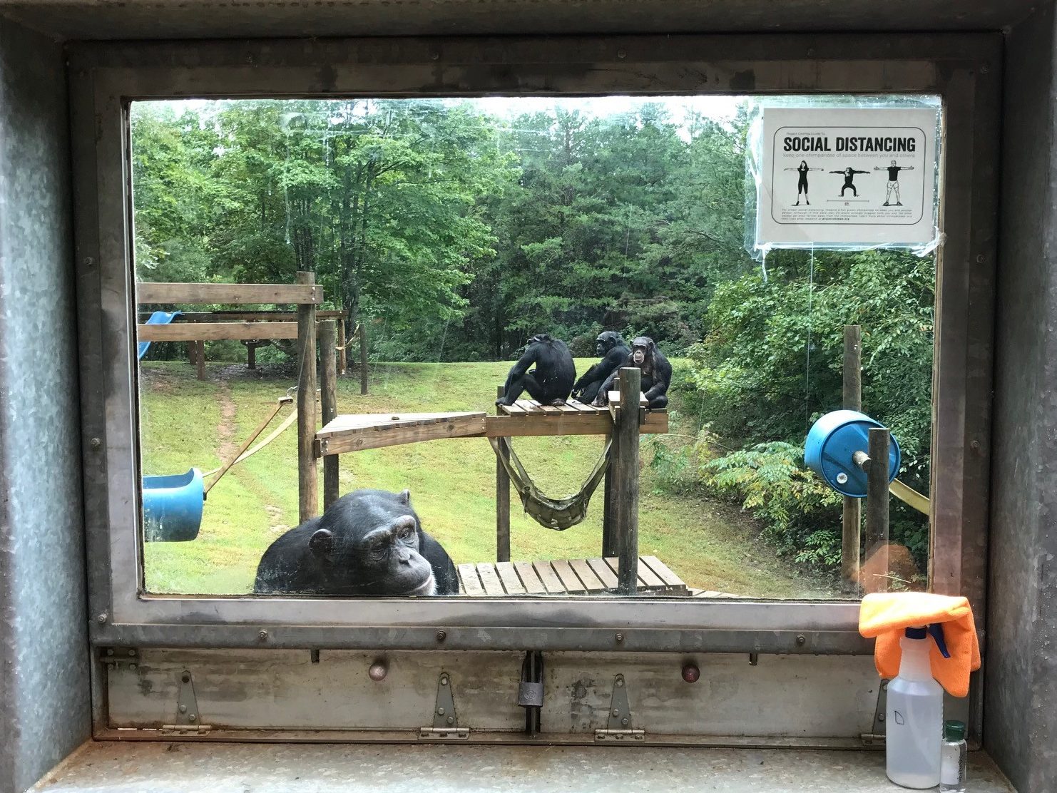 Chimps looking out the window.