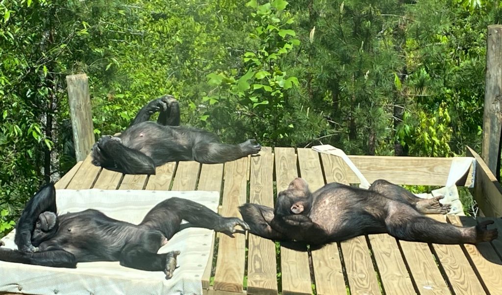 three chimpanzees laying on a wood deck in the sun, sunbathing
