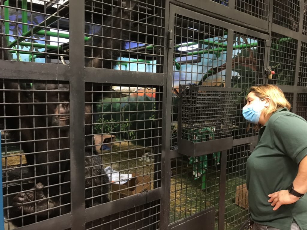 A veterinarian looking at a chimpanzee