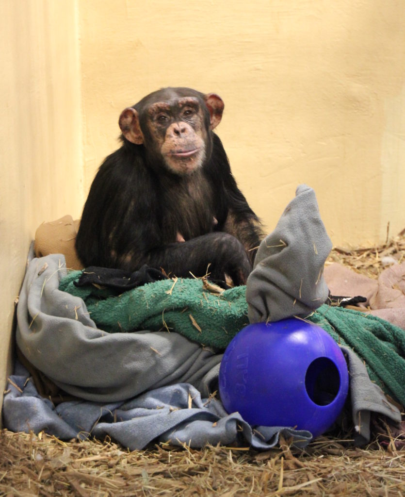 Chimps build nests out of various materials.