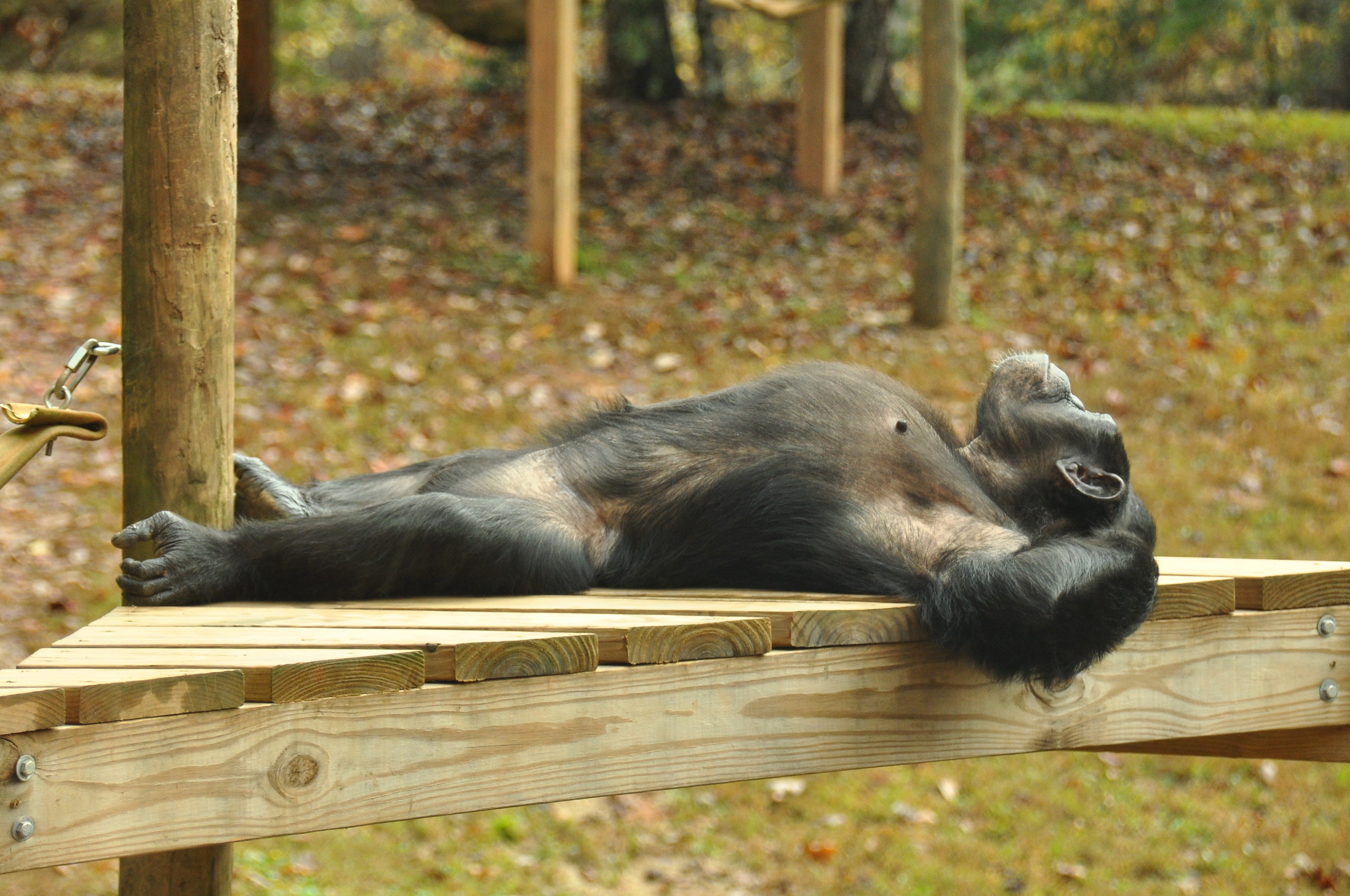 chimpanzee laying in the sun