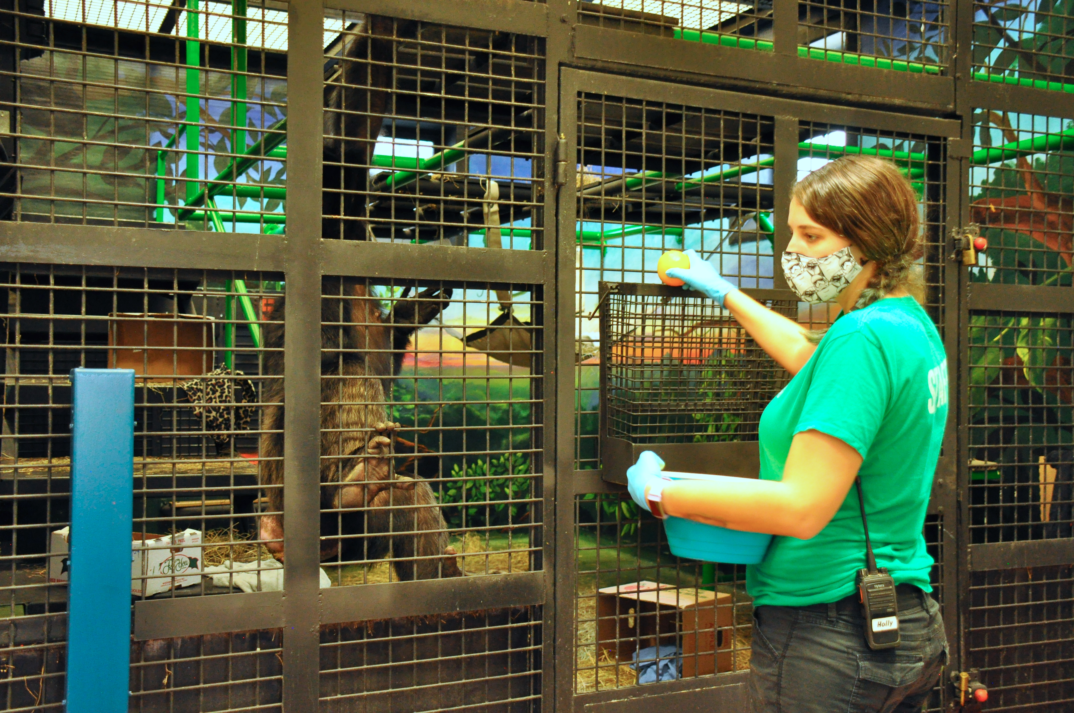 Holly feeding a chimp at a hopper.