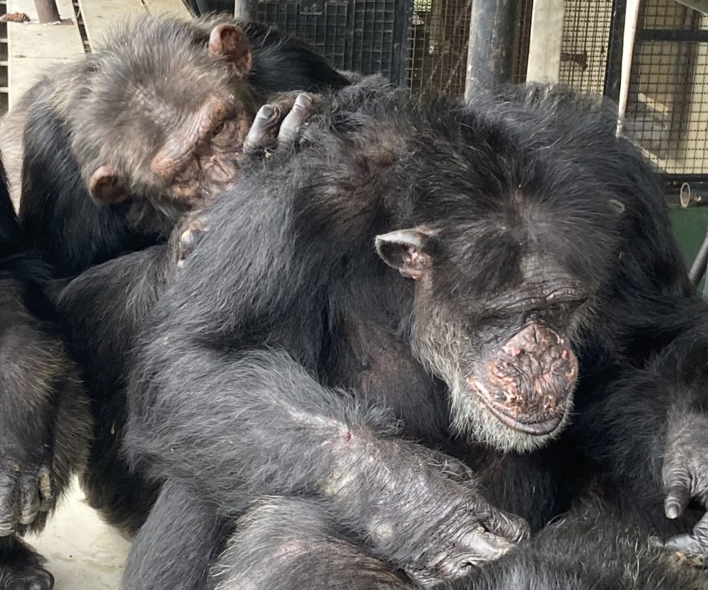 Two chimpanzees grooming each other