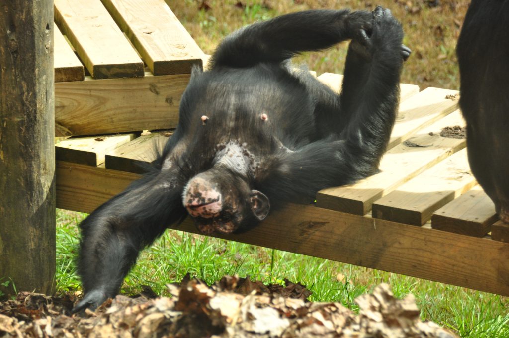 a sunbathing chimp laying on a platform in the sun while playing with leaves
