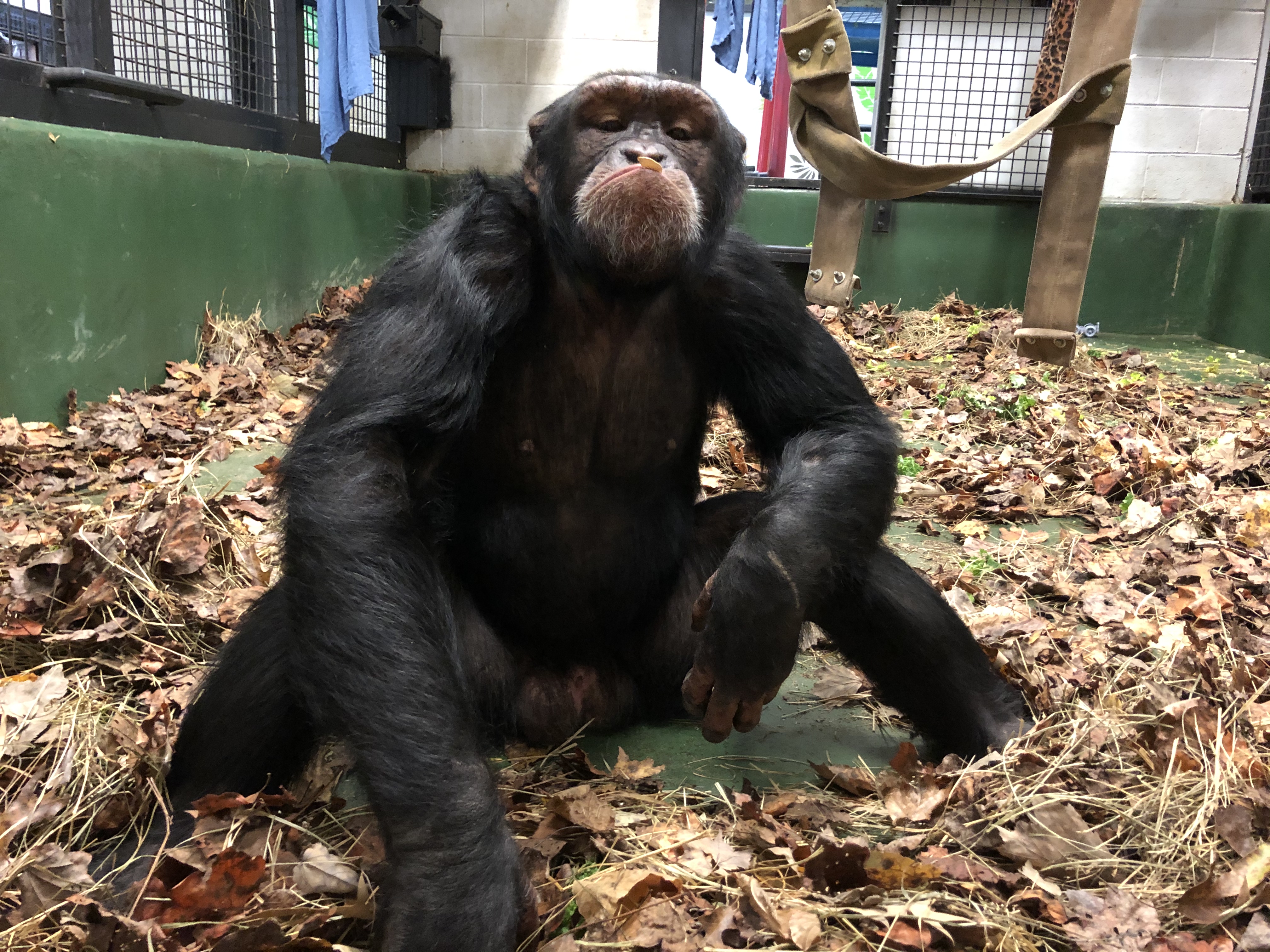 Chimpanzee sitting on a pile of leaves