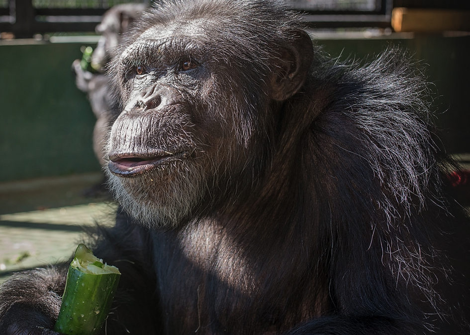 Ronald chimpanzee holding a cucumber with a bite out of it.