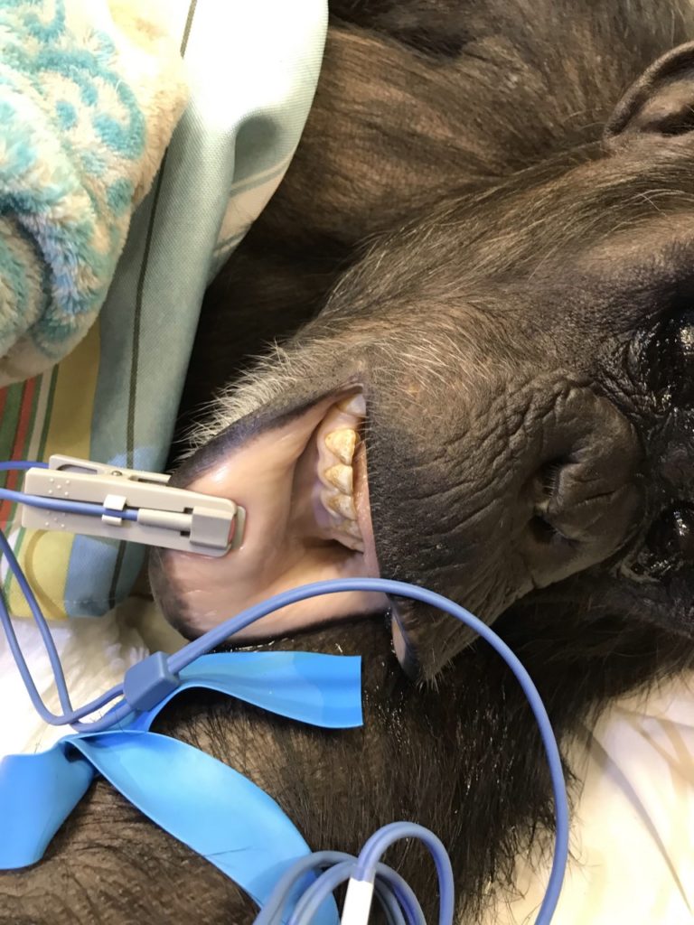 chimpanzee latricia sedated with a pulse reader on her lip