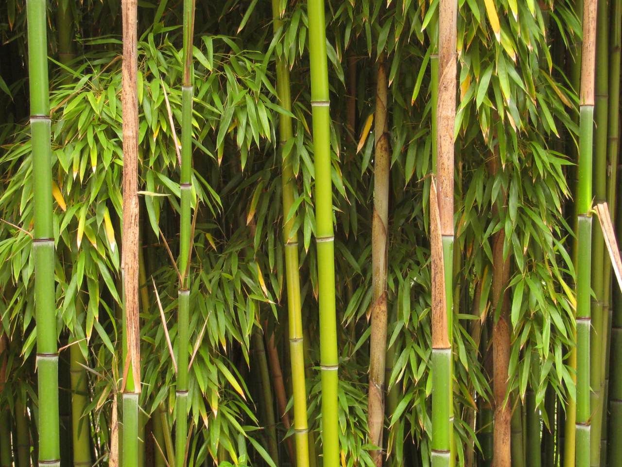 bamboo use for chimp browse