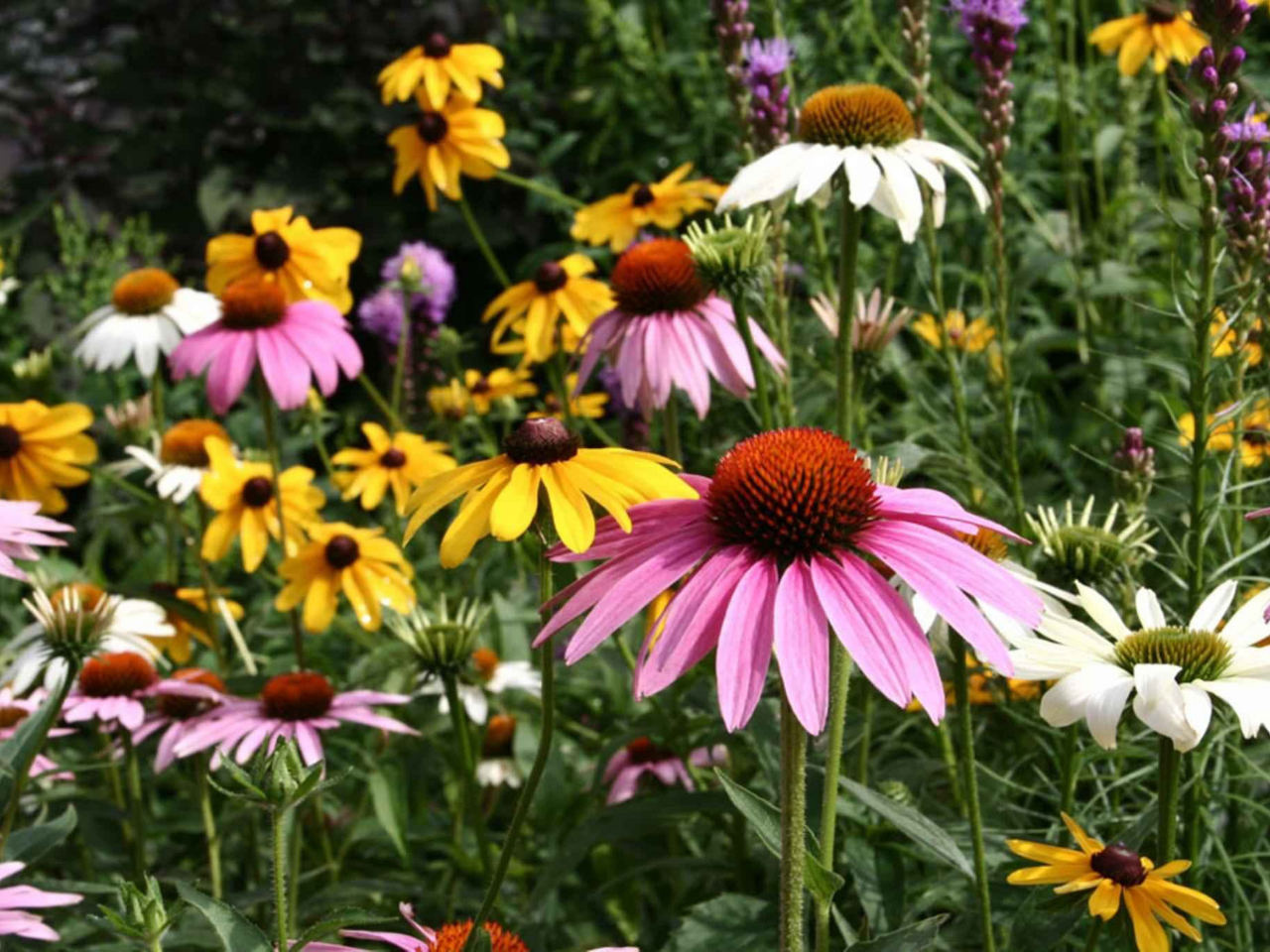 coneflower use for chimp browse