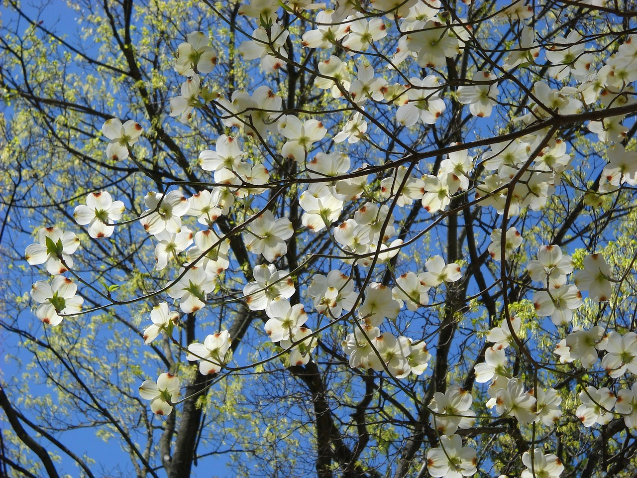 flowering dogwood use for chimp browse