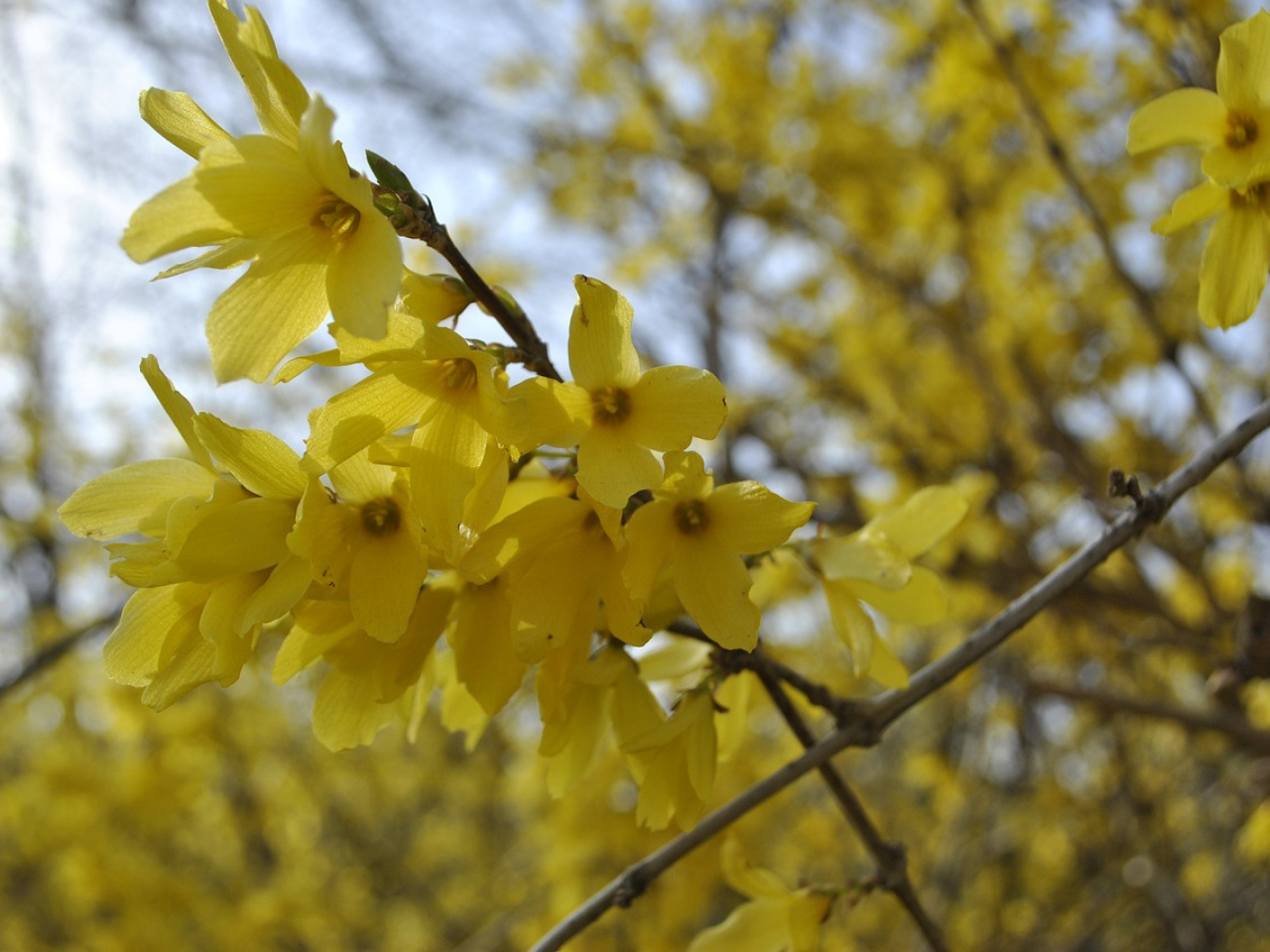 forsythia use for chimp browse