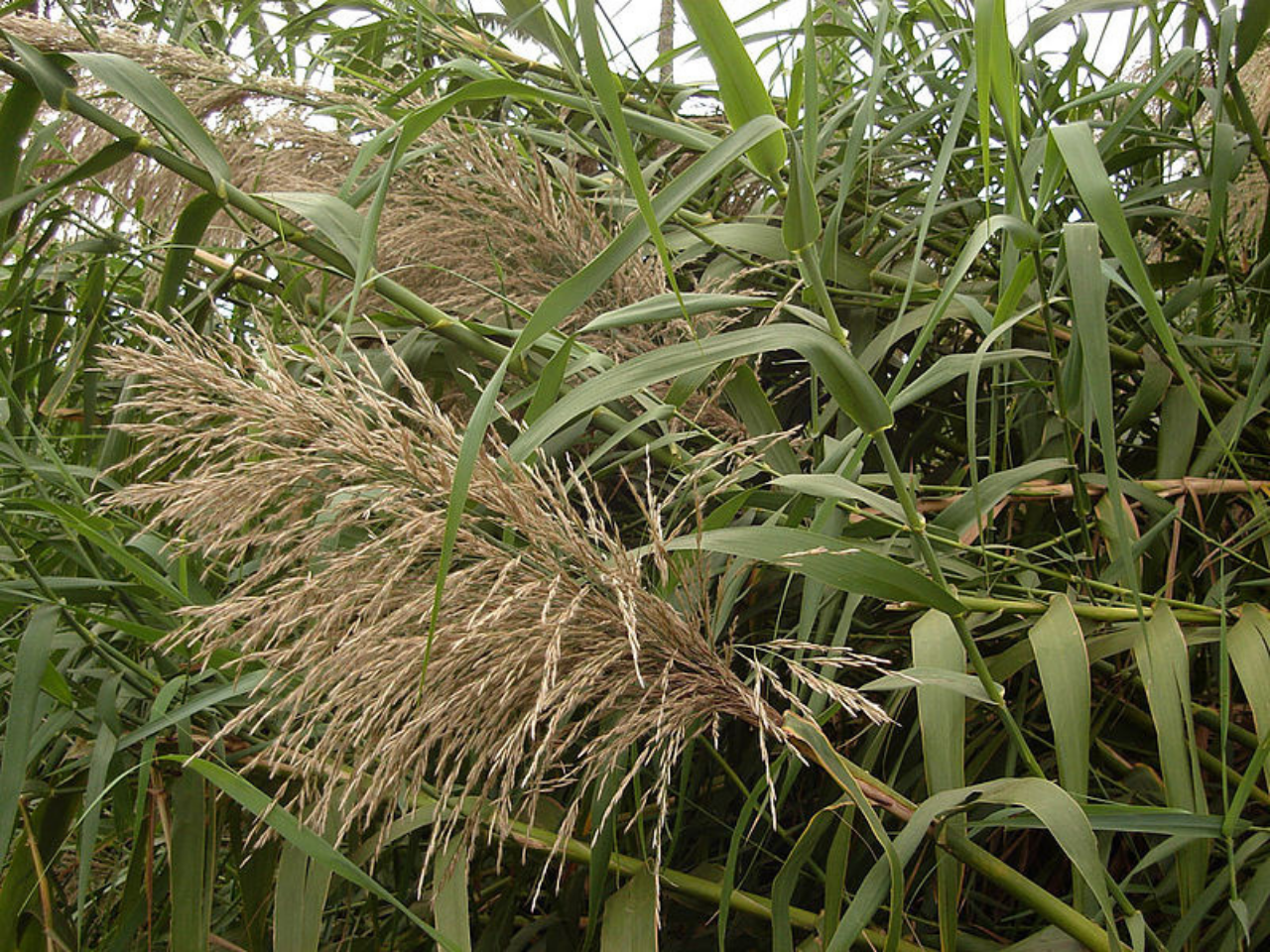 miscanthus use for chimp browse