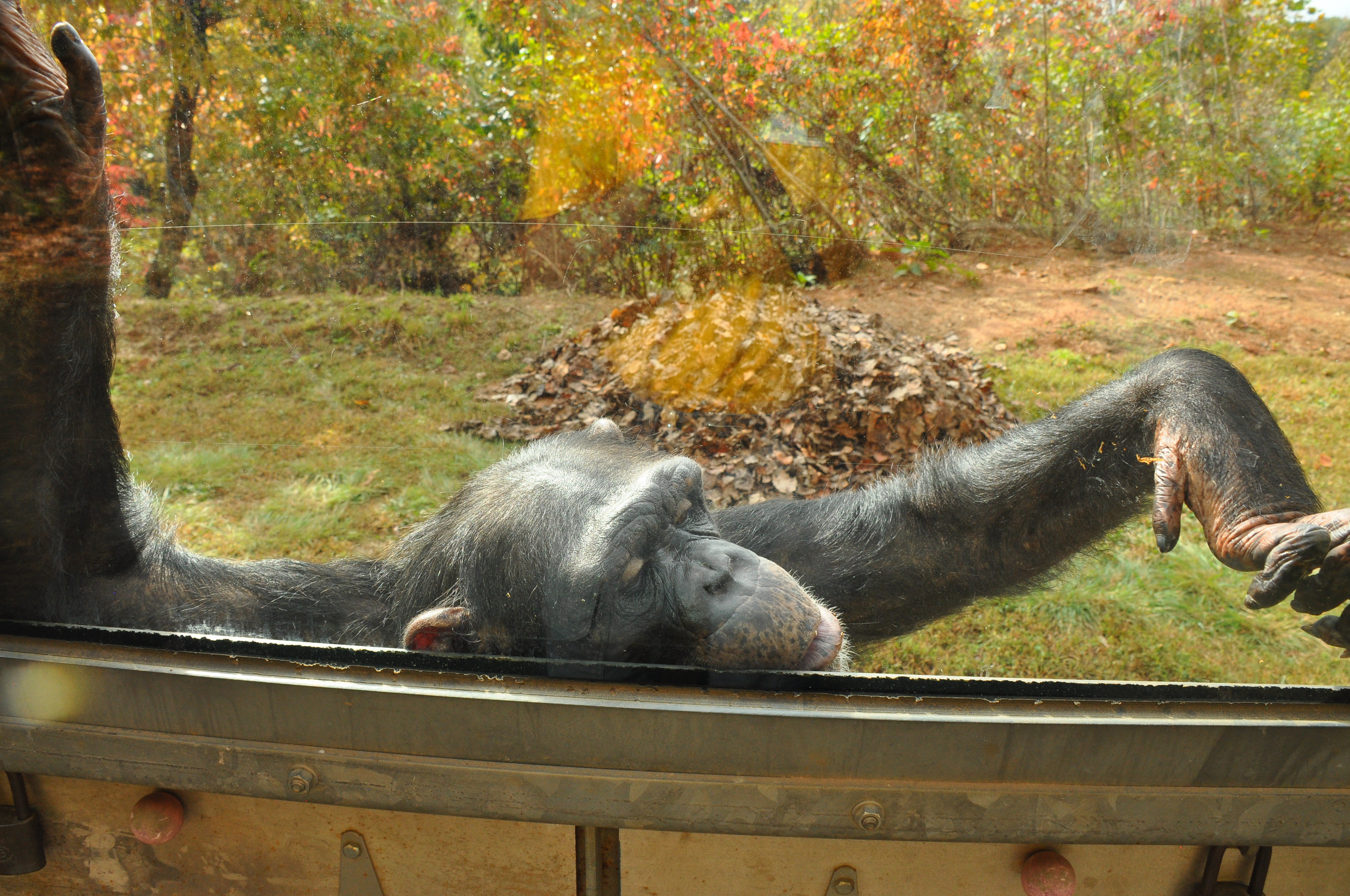 chimpanzee looking out a window