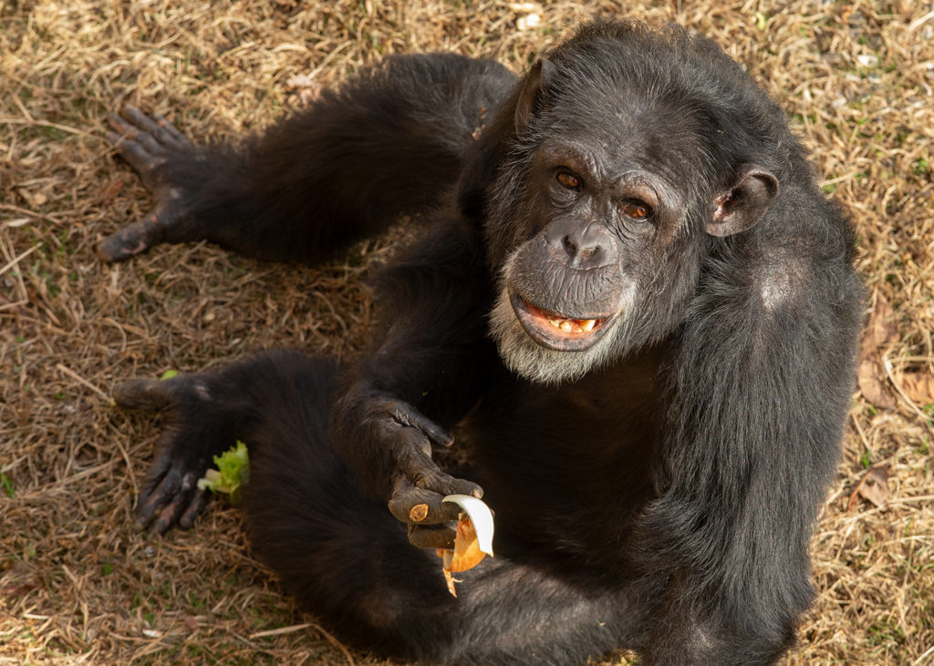 male chimpanzee Rocko eating onions and lettuce while outside for first time in Habitat at Project Chimps
