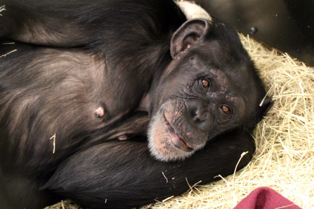 chimpanzee napping