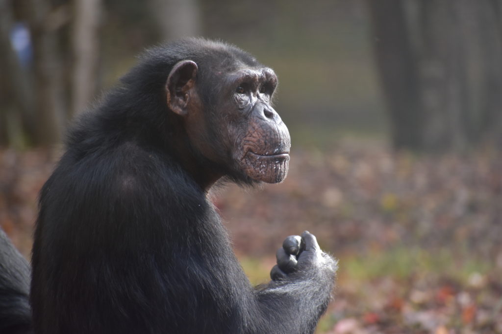 gertrude chimpanzee eating mashed potato