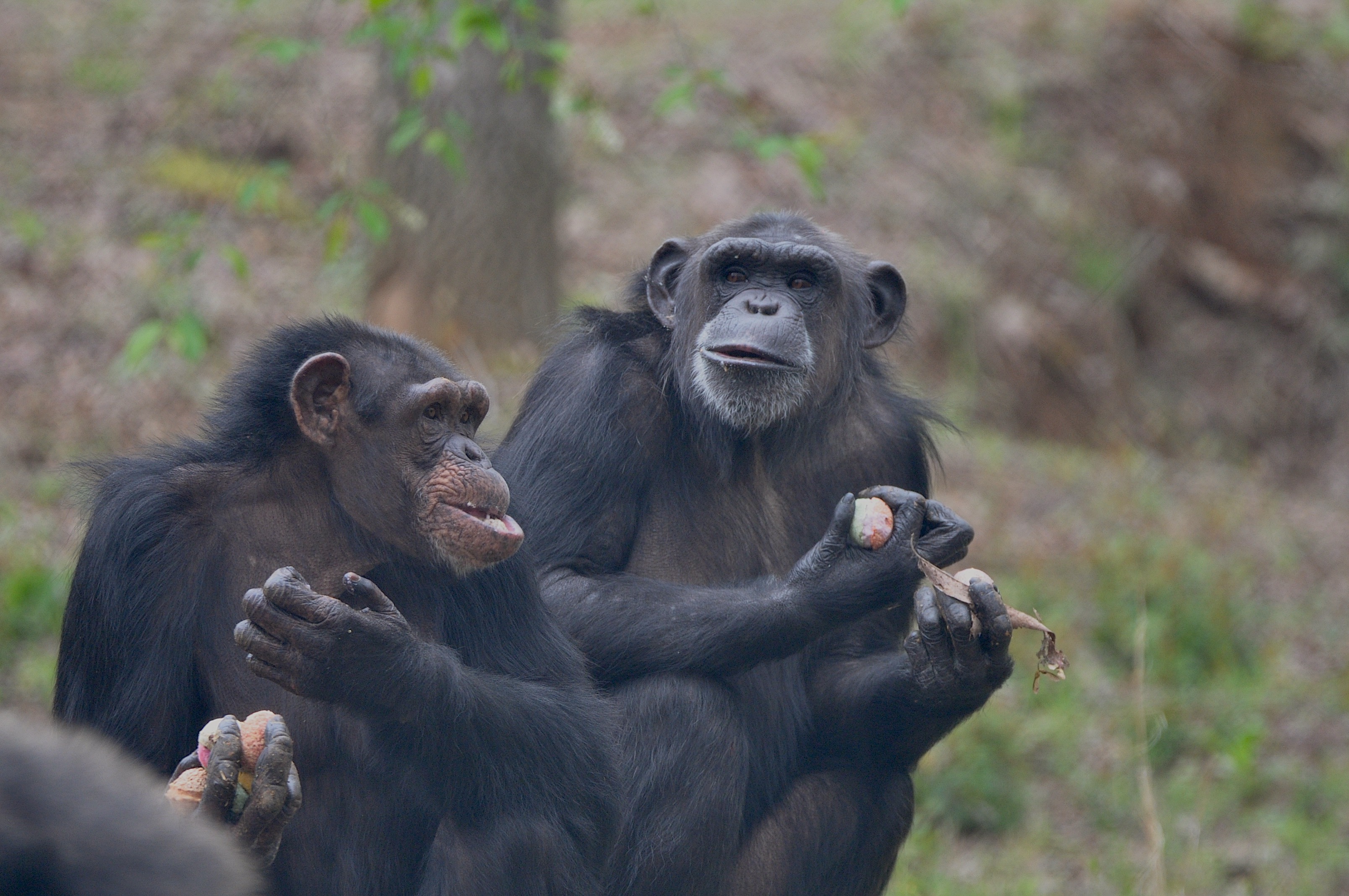gertrude and latricia chimpanzee eating together