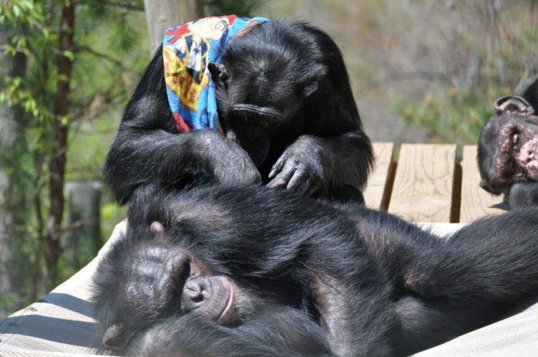 Chimpanzee Grooming - Project Chimps