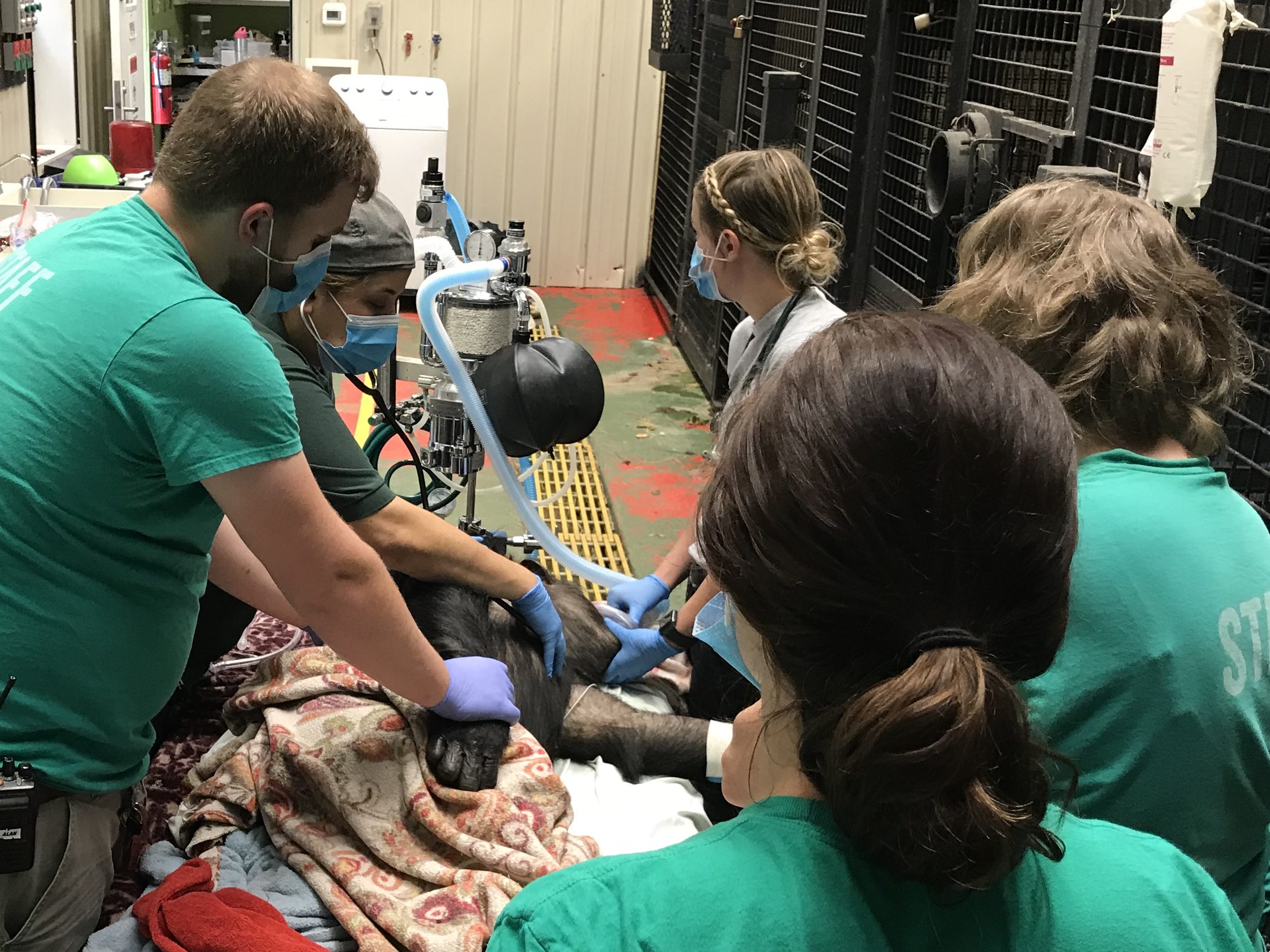 latricia chimpanzee under sedation surrounded by the medical team