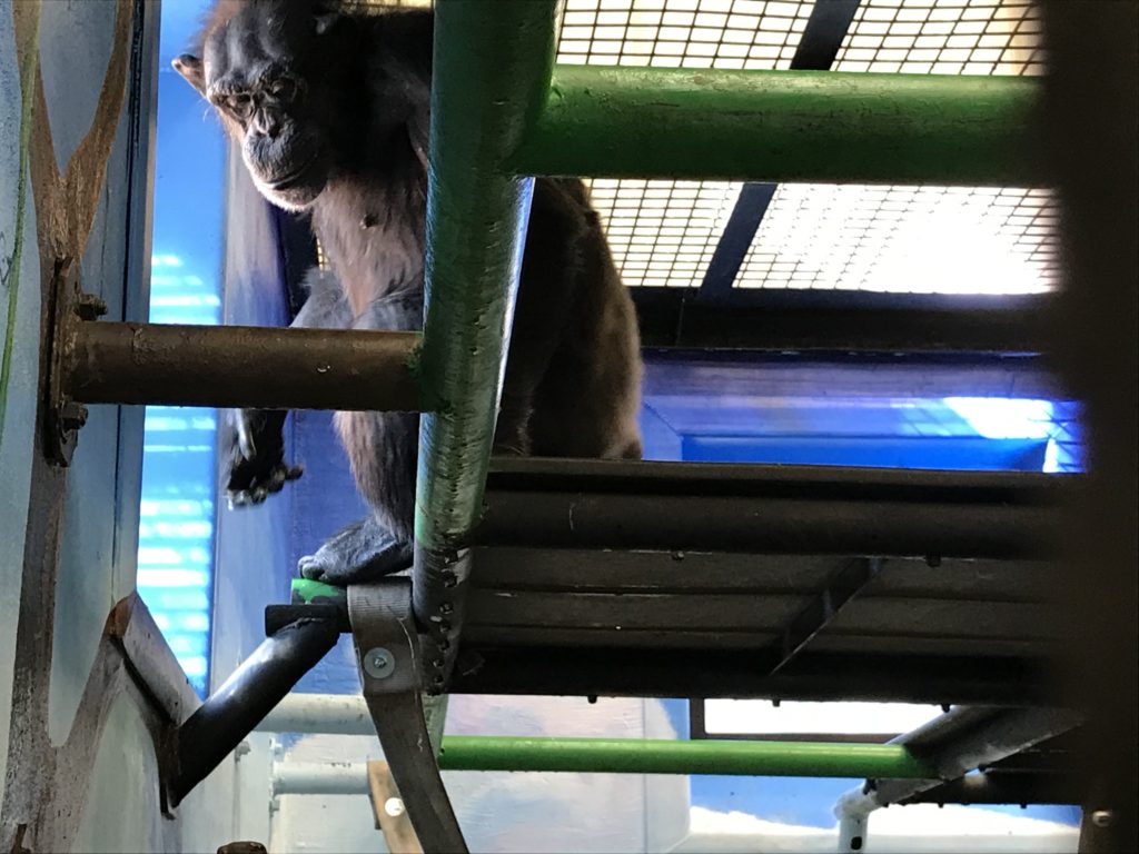 A chimpanzee looking out a window. 