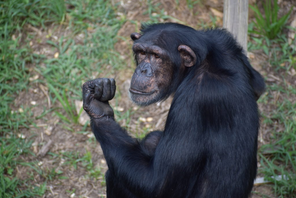 jennifer chimpanzee in the peachtree habitat