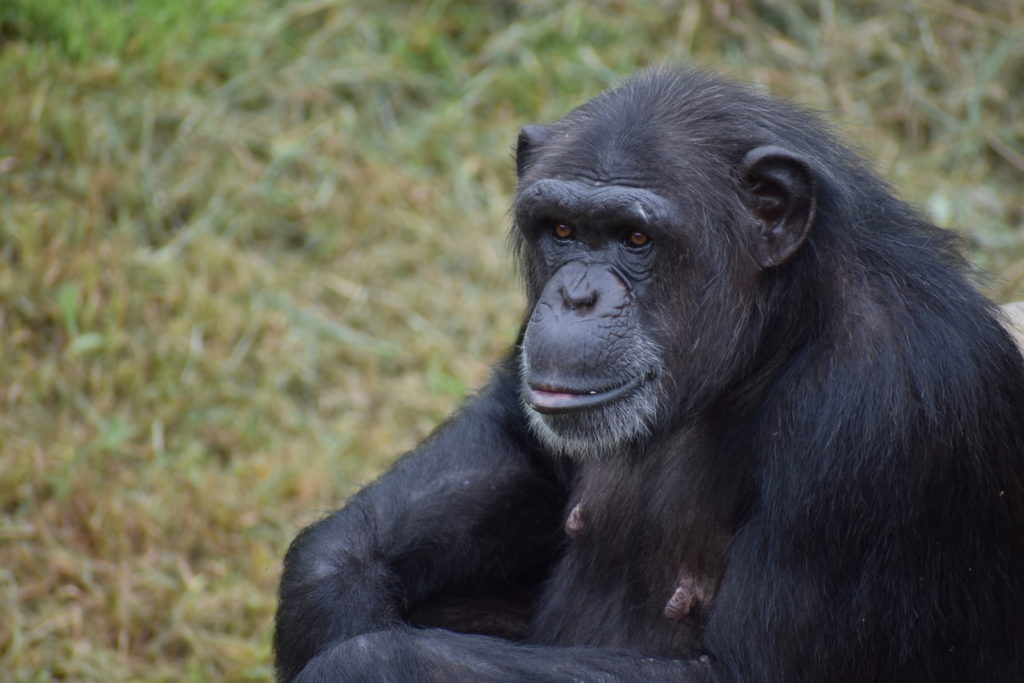latricia chimpanzee