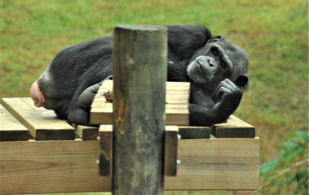 chimpanzee latricia on a platform