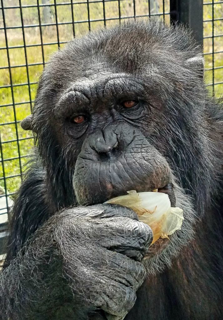 Chimpanzee eating onions because chimps love onions