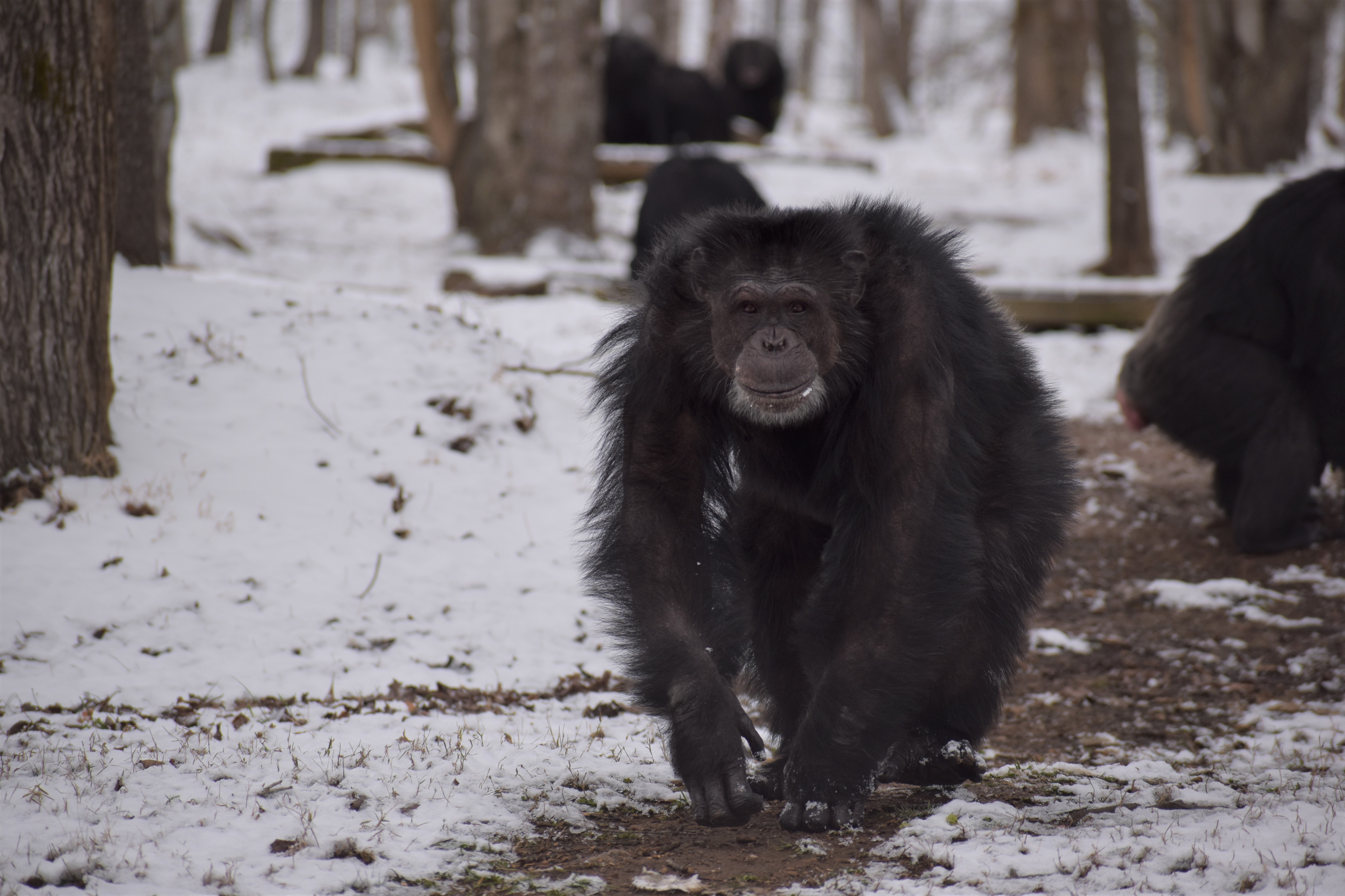 chimpanzee in snow
