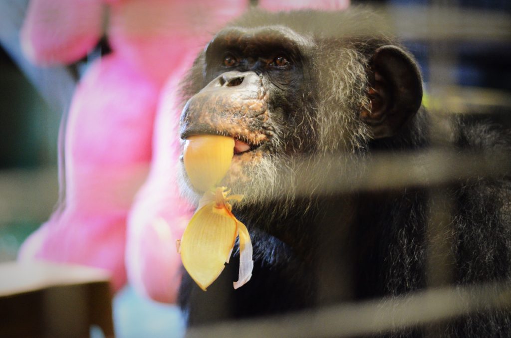 Chimpanzee eating onions because chimps love onions