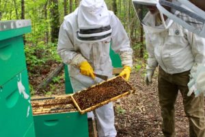 beekeepers checking a hive