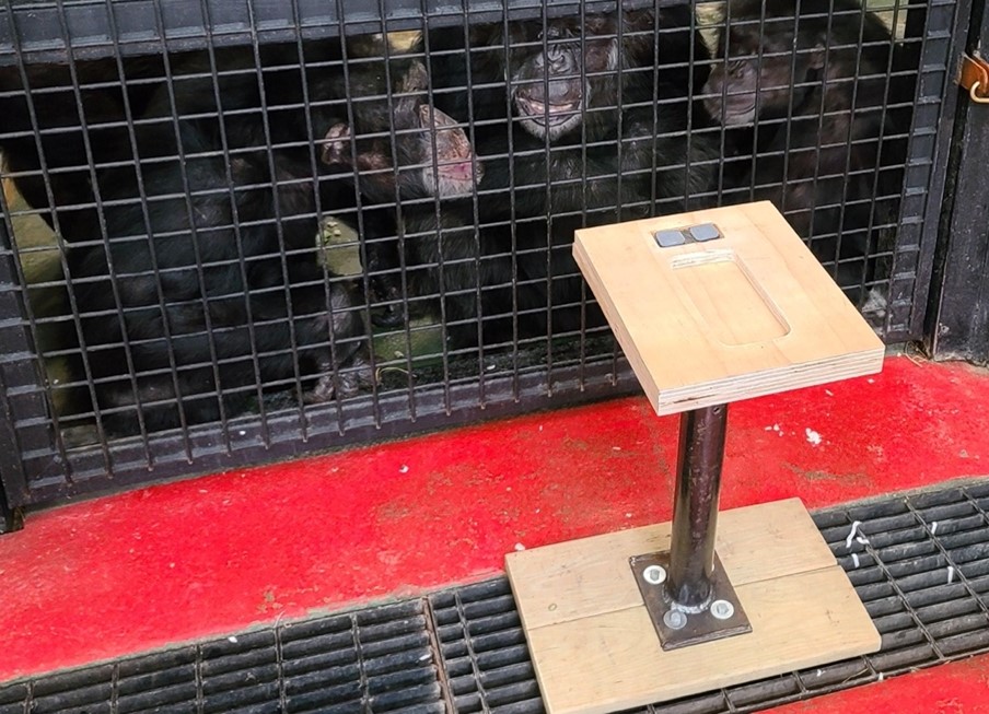 Three chimpanzees looking at the wooden stand that will hold the EKG machine during a Positive Reinforcement Training session,