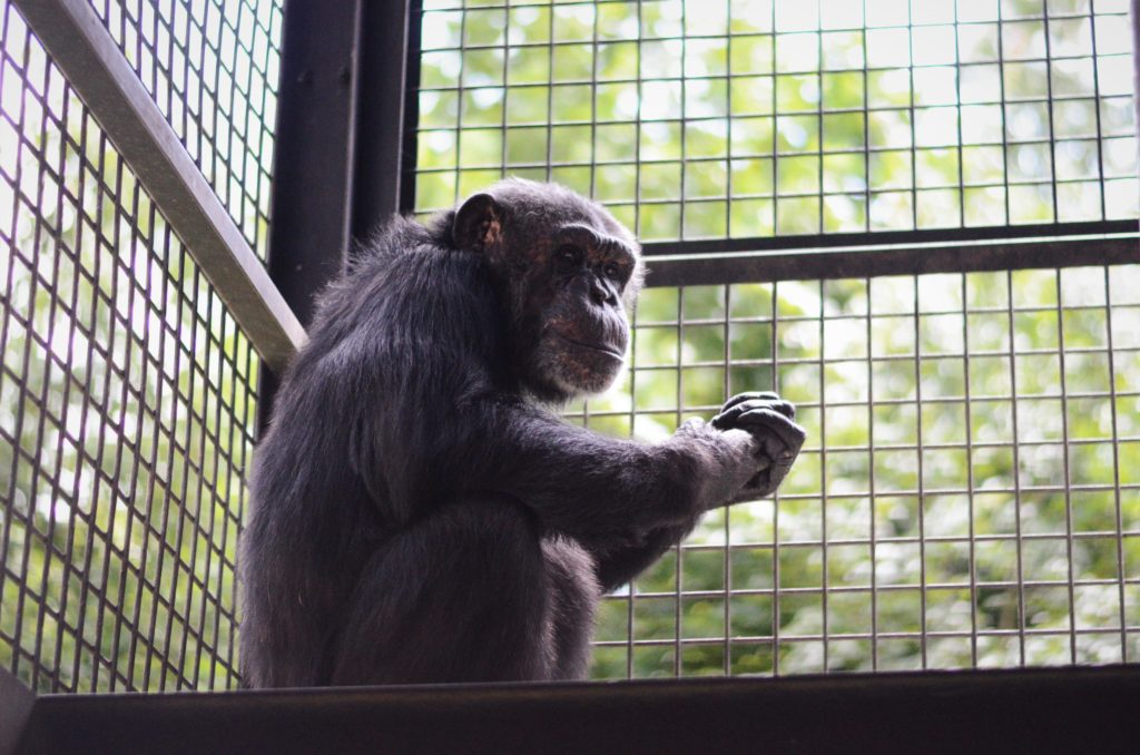 chimpanzee on a porch
