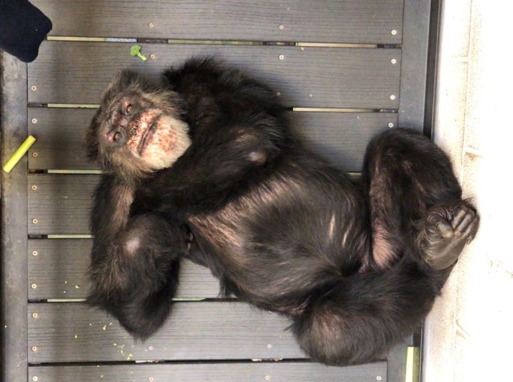 chimpanzee napping