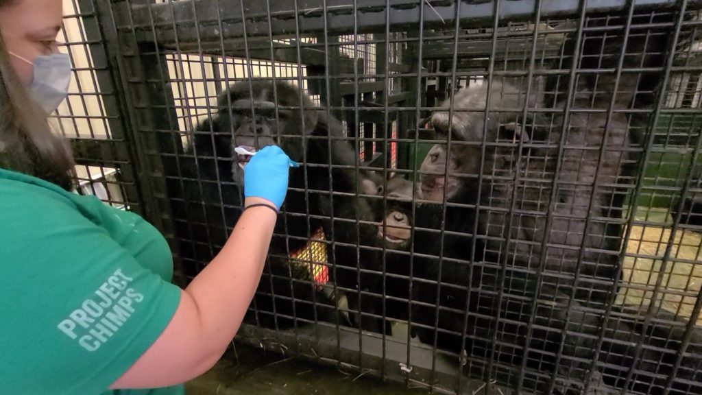 caregiver Kate brushing teeth of a chimpanzee while two others watch