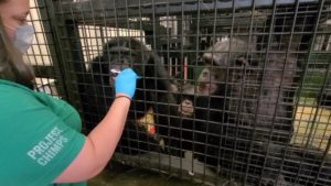 caregiver Kate brushing teeth of a chimpanzee