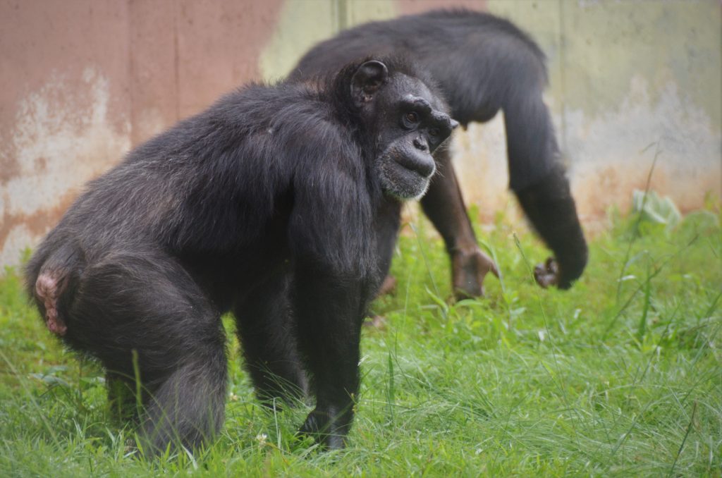 two chimpanzees walking