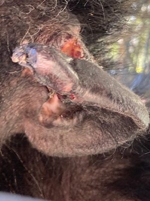 Close up of a chimpanzee ear with a hematoma.